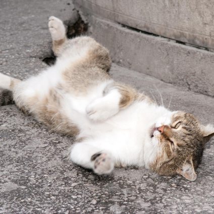 Street photography of a stray cat lying on the ground