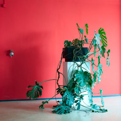 Interior photo of a plant in front of a red wall