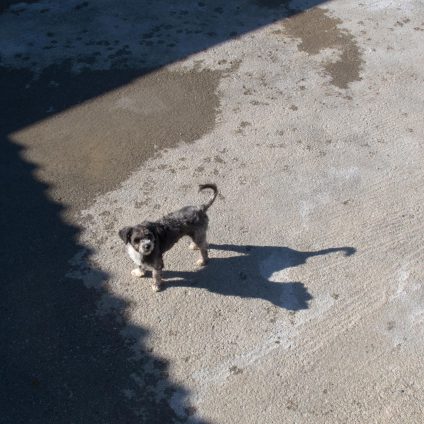 A street photograph of a stray dog