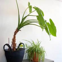 Alocasia and spider plant
